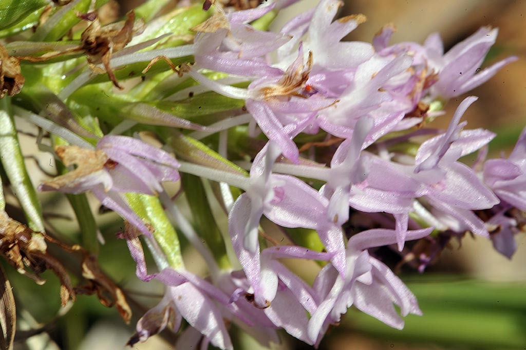 3Anacamptis-pyramidalis.jpg