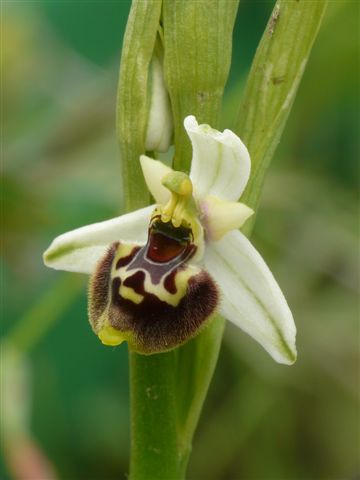 Oph. tetra. Capistrello Aq. .JPG