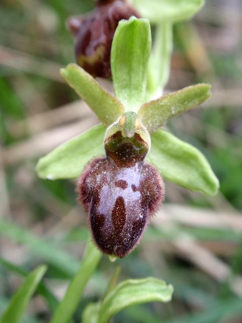 Ophrys ID e.jpg