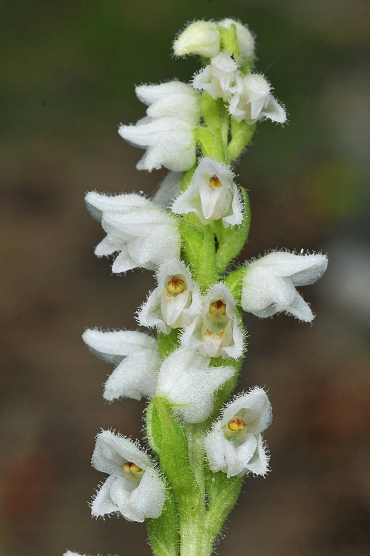 Goodyera repens.jpg