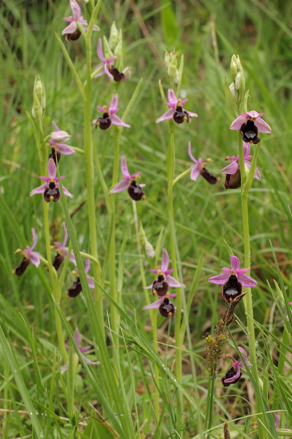 Ophrys ×enobarbia7.JPG