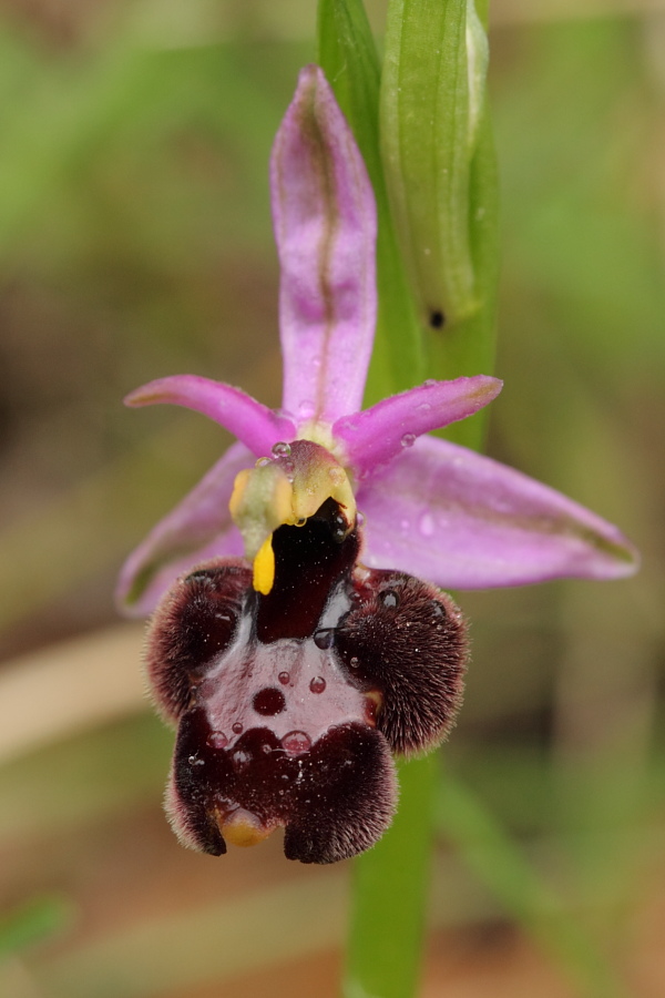 Ophrys ×enobarbia3.JPG