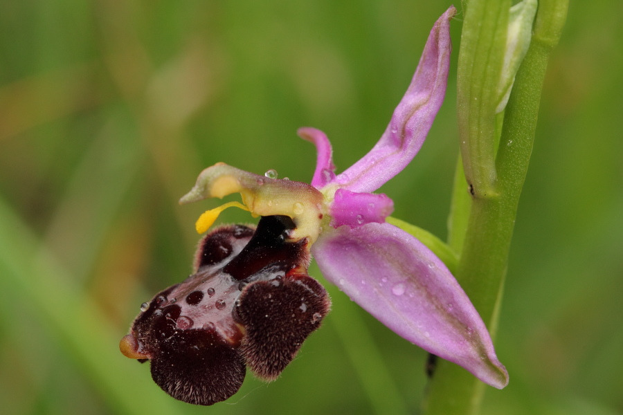 Ophrys ×enobarbia4.JPG