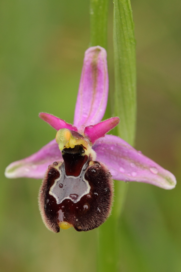 Ophrys ×enobarbia5.JPG