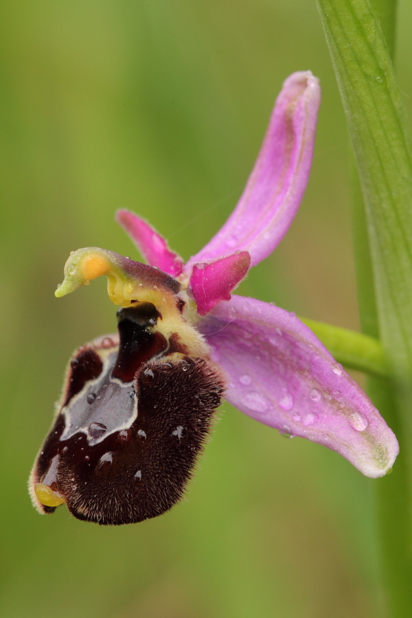 Ophrys ×enobarbia6.JPG