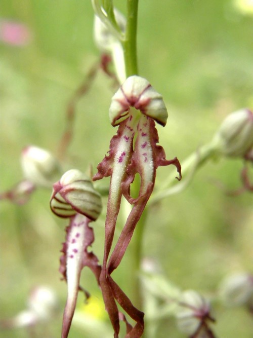 himanthoglossum_val d orcia_31-5-09 (28).JPG