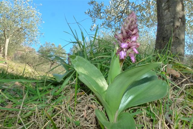 Barlia, Fiesole Fi. .JPG