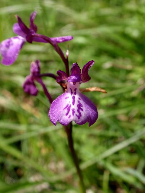 Anacamptis x alata.jpg