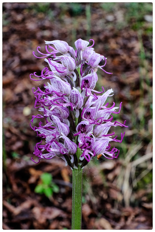 Orchis-simia.jpg