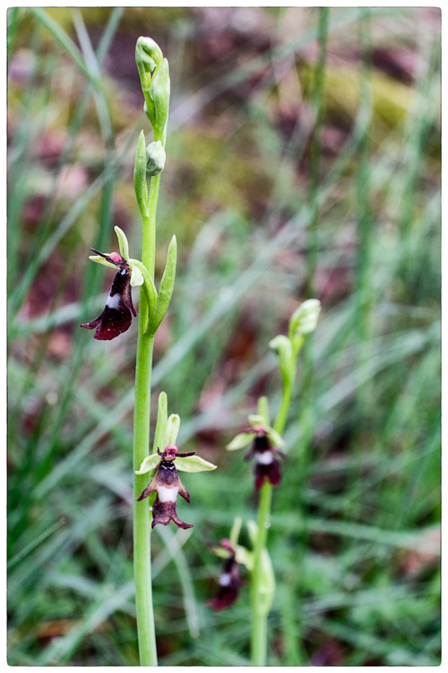 Orchis-insectifera.jpg