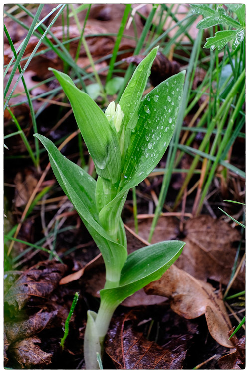 Cephalanthera-damasonium.jpg