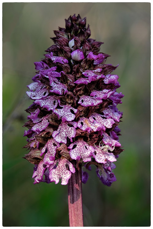 Orchis-purpurea02.jpg
