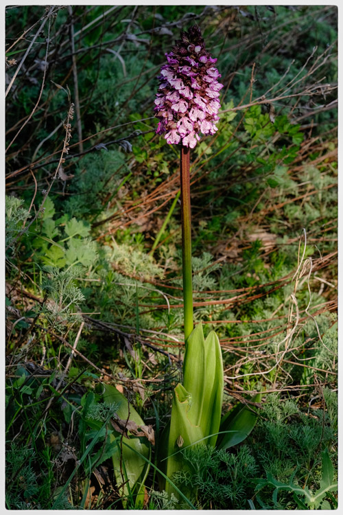 Orchis-purpurea01.jpg