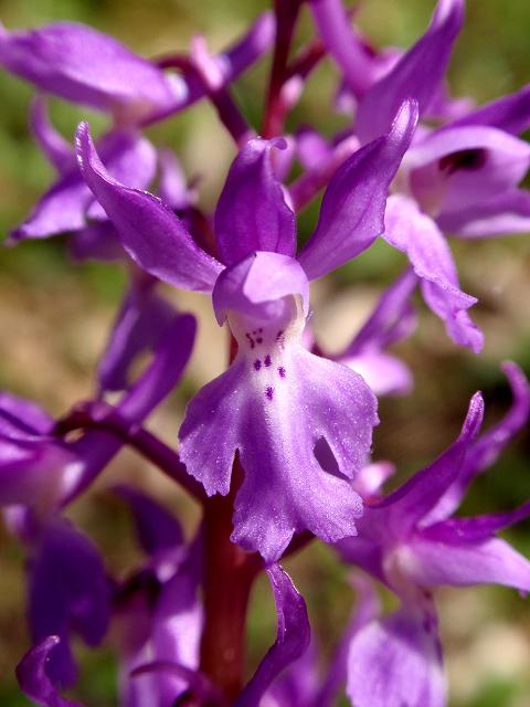 Orchis mascula 3.jpg