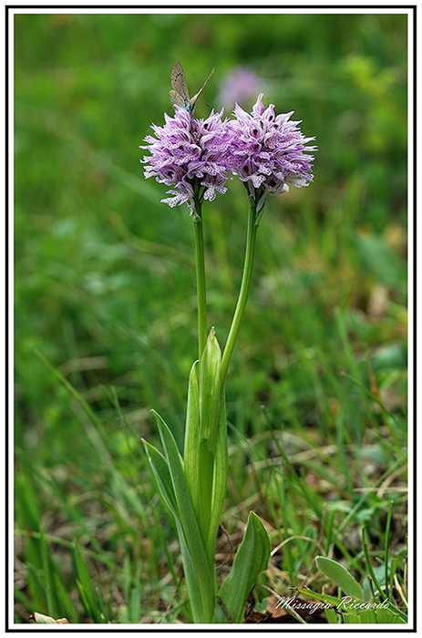 Orchis tridentata.jpg