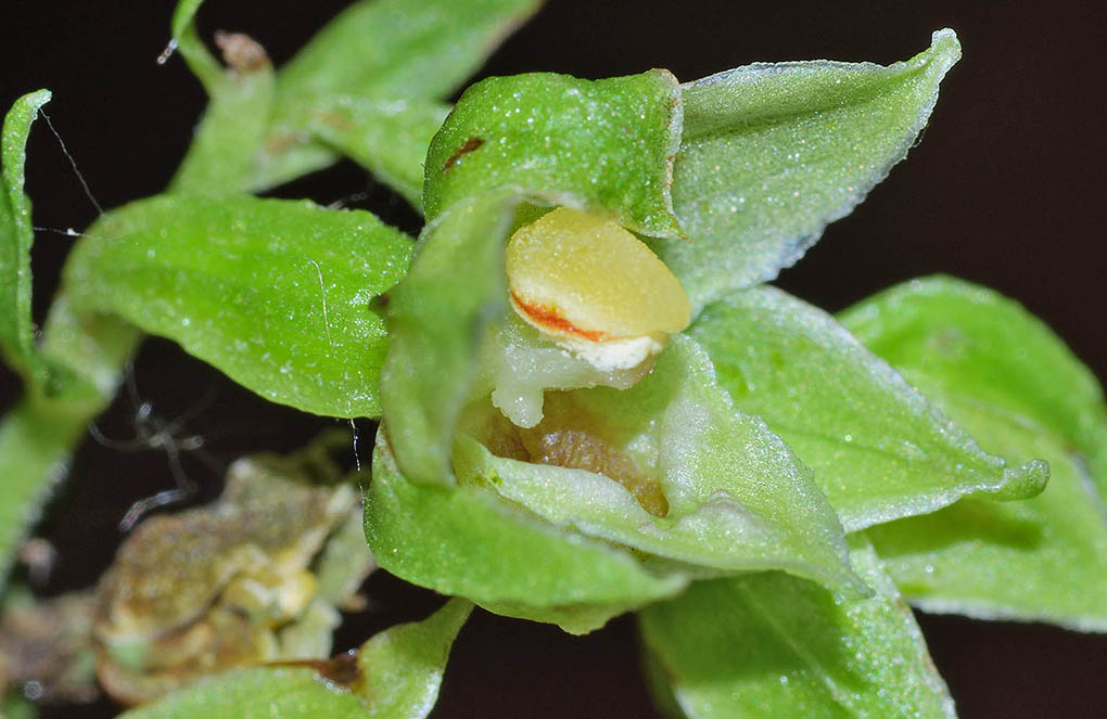 Epipactis neglecta 5.jpg