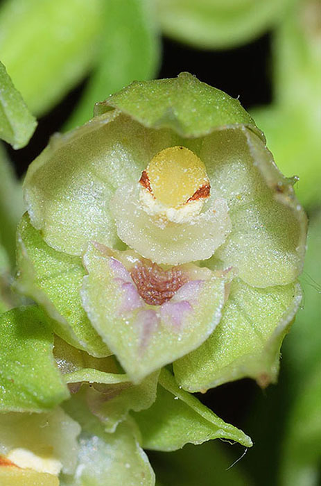 Epipactis neglecta 13.jpg