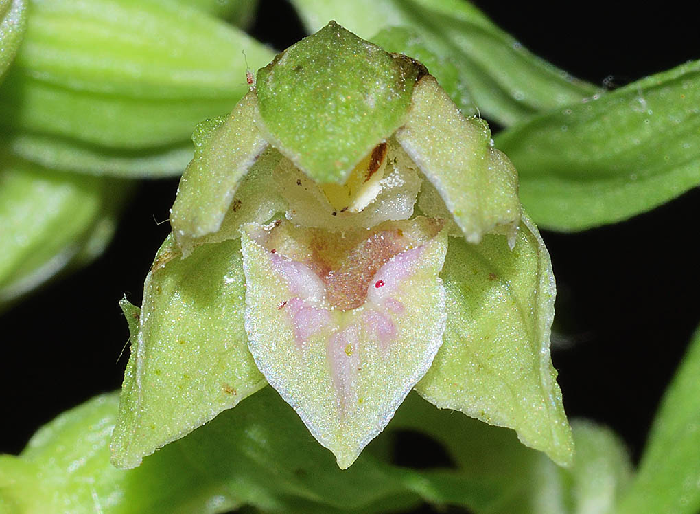 Epipactis neglecta 15.jpg