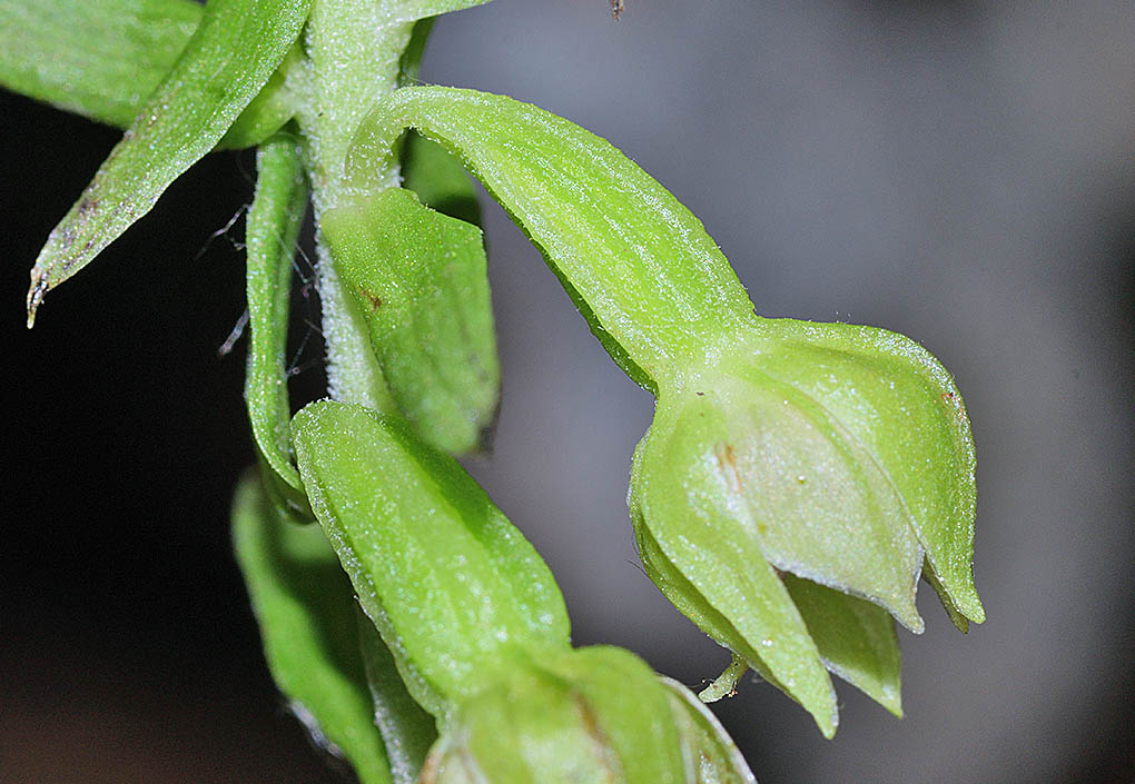 Epipactis neglecta 16.jpg