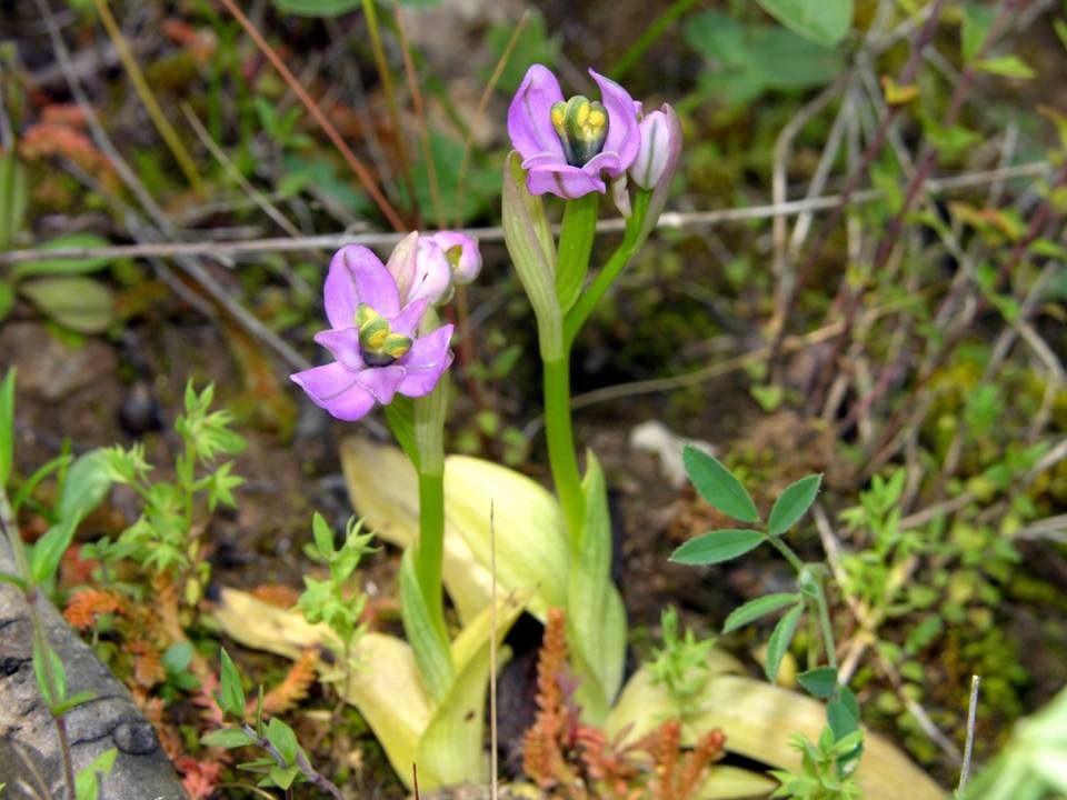 lusus di Ophrys tenthredinifera.jpg