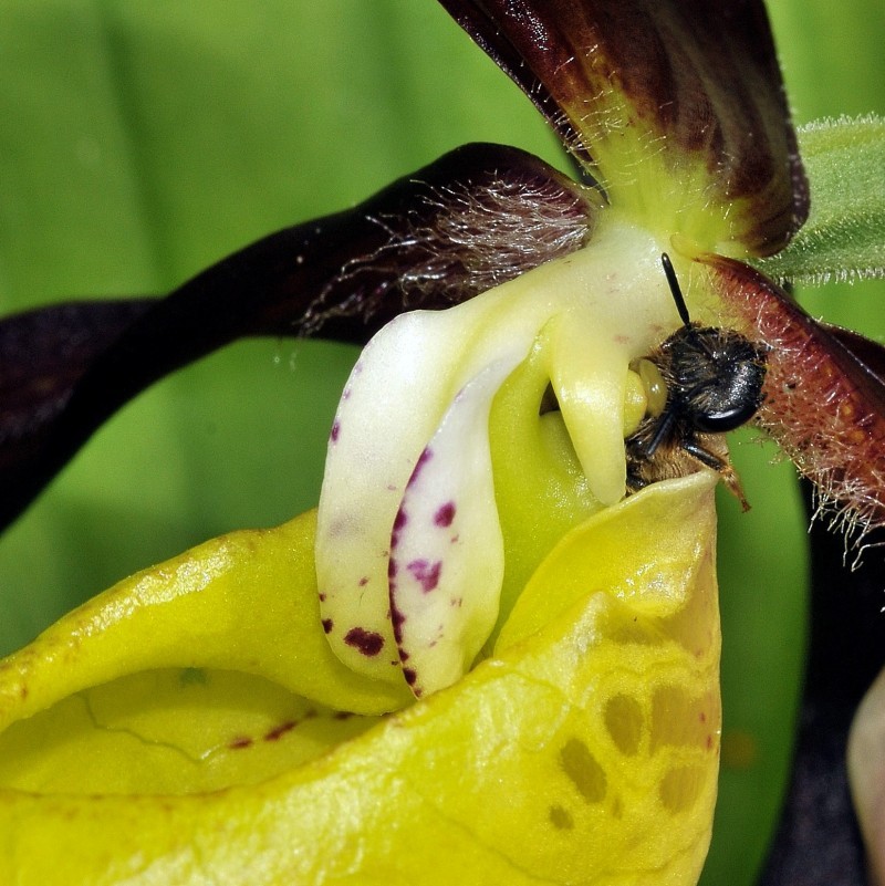 Cypripedium chalceolus5w.jpg