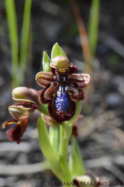 Ophrys speculum __1522801757_93.40.196.210.jpg