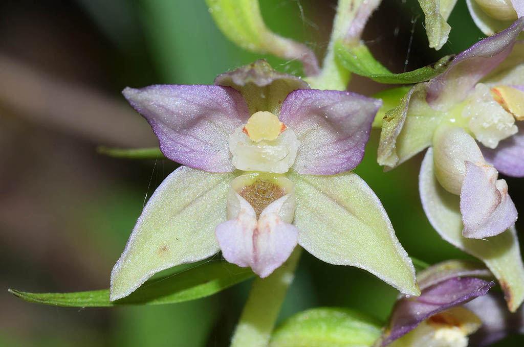 Epipactis   (flora 202 2018)DSCN2034.jpg