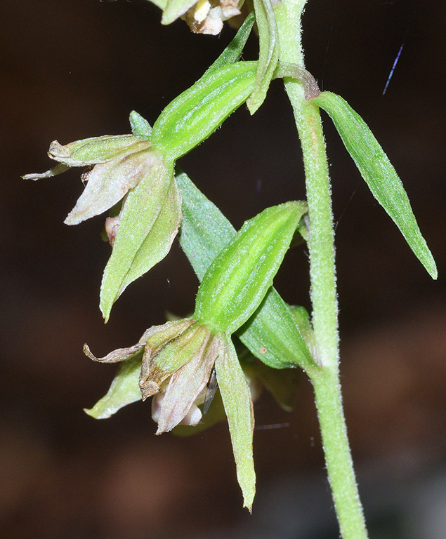 Epipactis  (flora 204 2018)DSCN3065.jpg