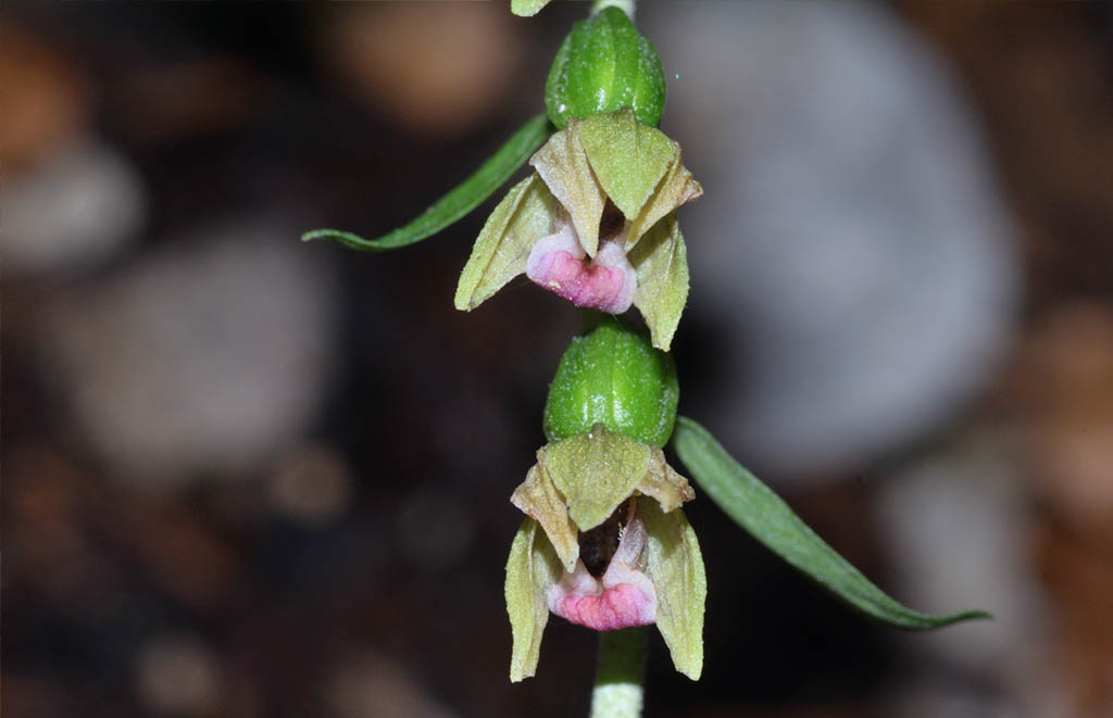 Epipactis    (flora 202 2018)DSCN3246.jpg