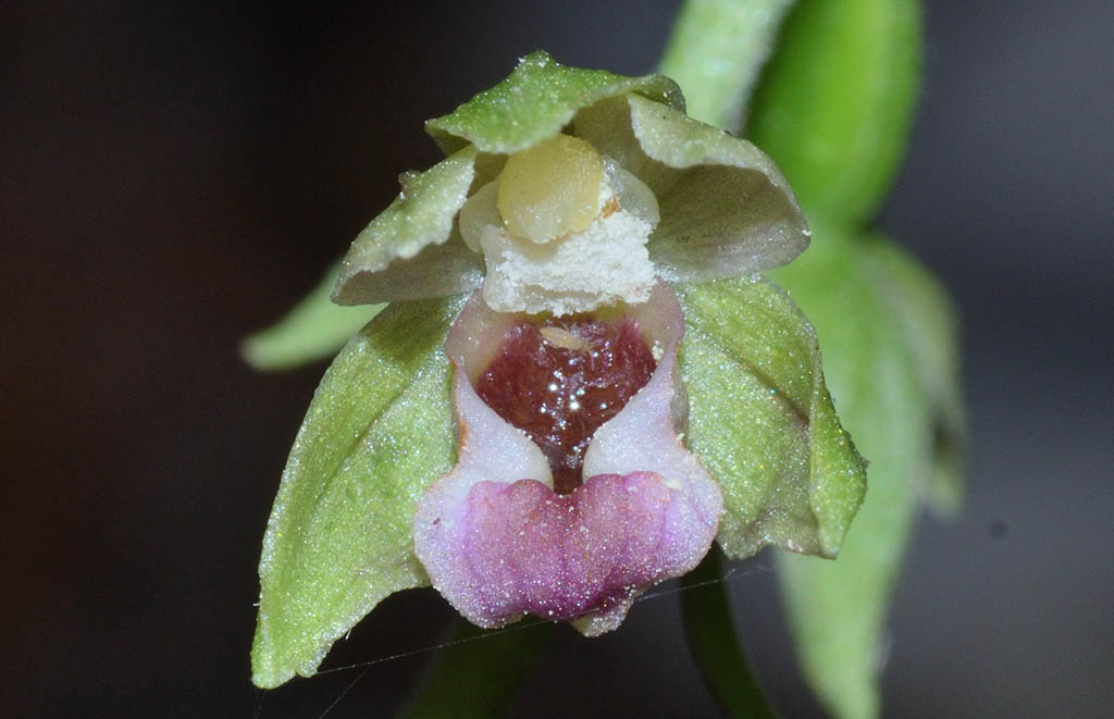 Epipactis    (flora 202 2018)DSCN3247.jpg