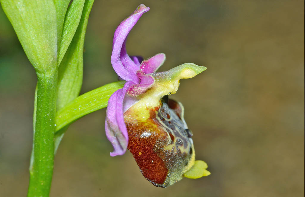 Ophrys gracilis 1.jpg