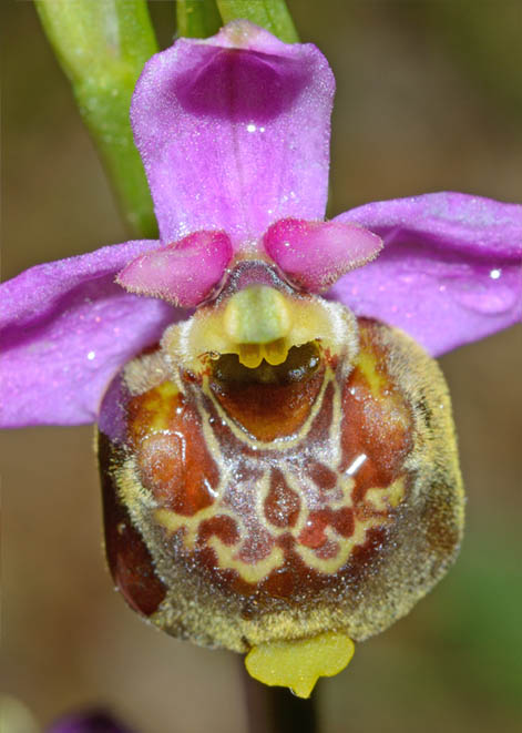 Ophrys gracilis 2.jpg