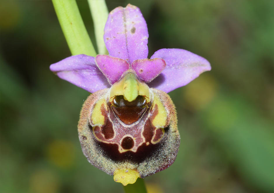 Ophrys gracilis 3.jpg
