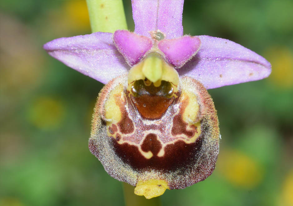 Ophrys gracilis 4.jpg