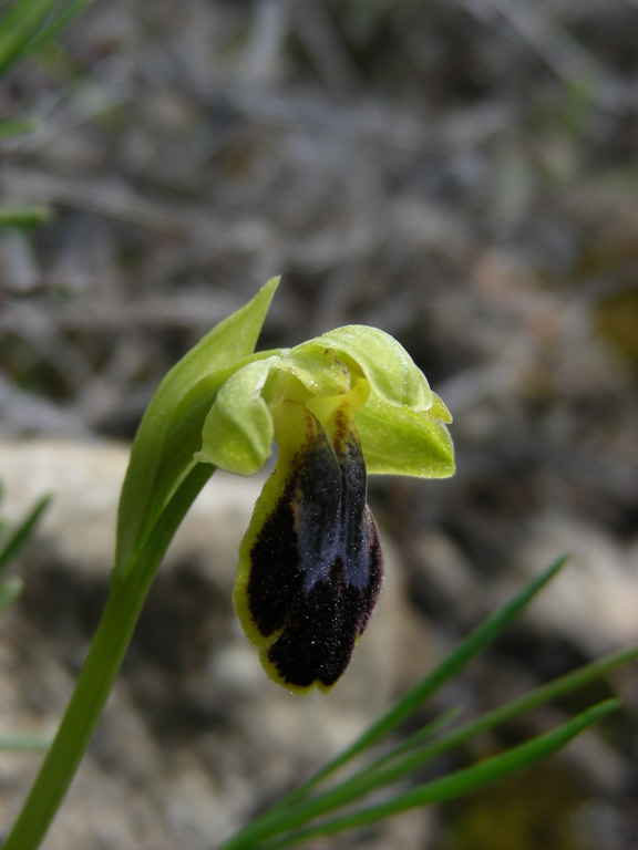 5 Taggia 20 apr 2010.jpg