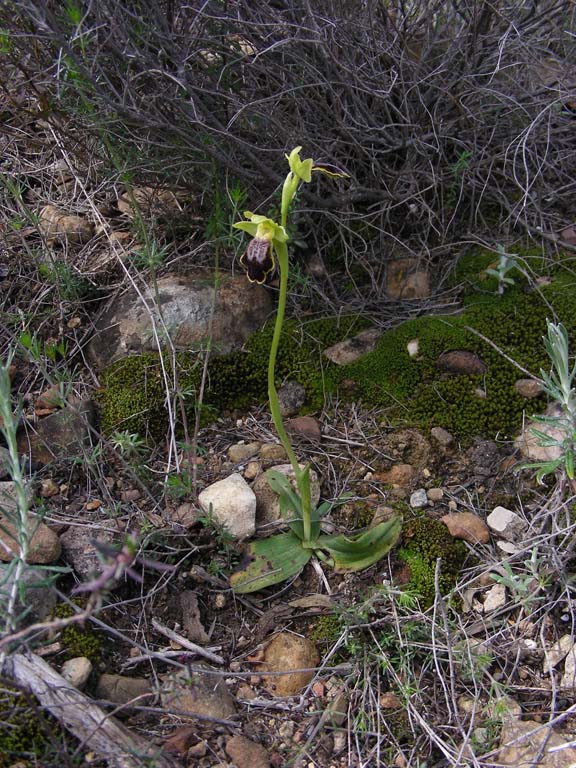 6 Taggia 20 apr 2010.jpg