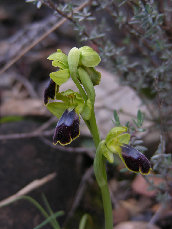 7 Taggia 3 apr 2009.jpg