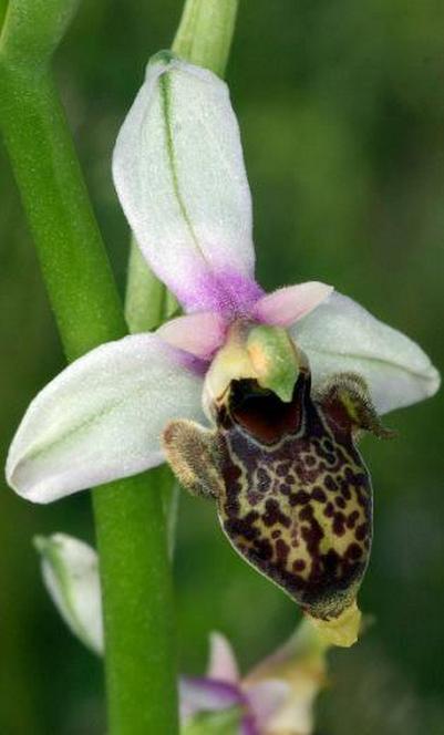 Ophrys oestrifera.JPG