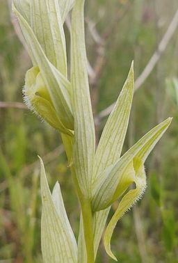 Serapias vomeracea var. chlorantha fiore.jpg