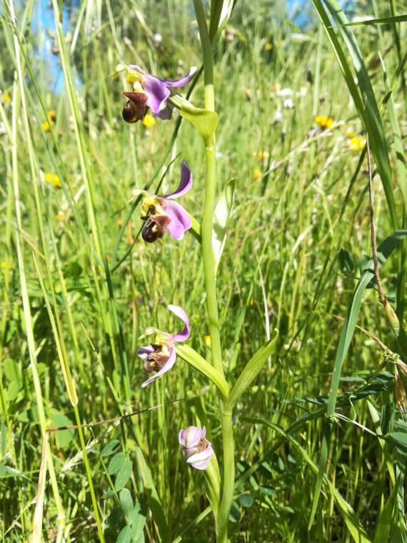 ophrys apifera 1.jpg