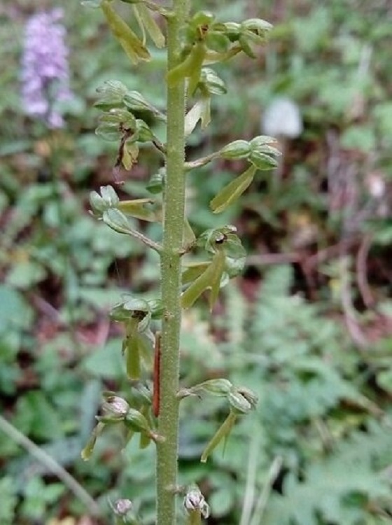 Neottia ovata 2.jpg