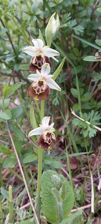 Ophrys fuciflora subs. fuciflora.jpg