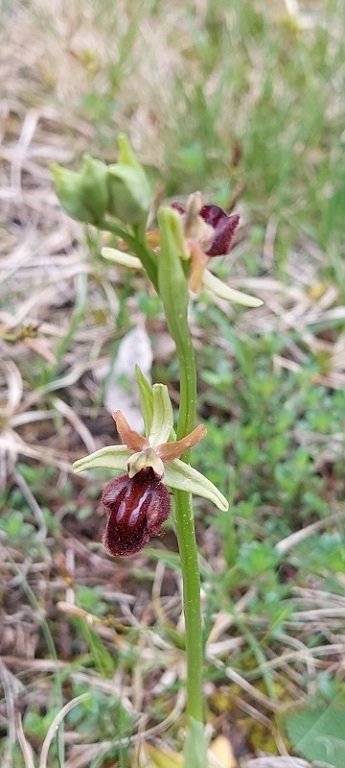 Ophrys sphegodes subs. atrata - O. incubacea.jpg