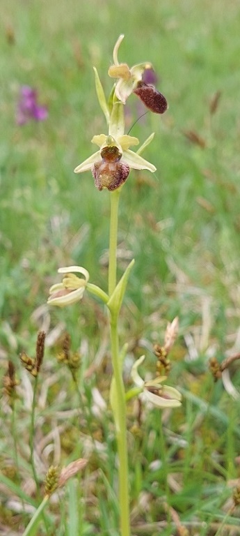 Ophrys sphegodes subs. sphegodes 2.jpg