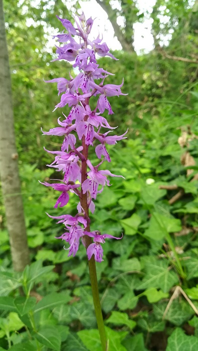 Orchis mascula subsp. speciosa.jpg