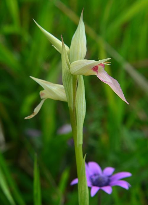 Canip 250325 3.JPG