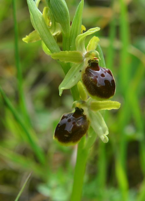 Canip 250325 1.JPG