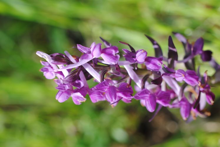 DSC_0311.JPG