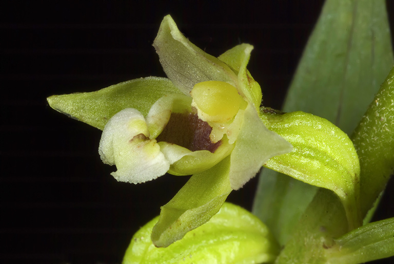 E nordeniorum subsp maricae 4.jpg