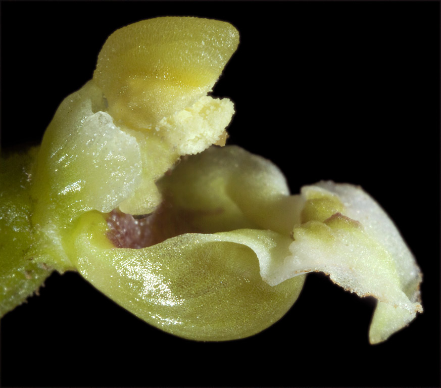 E nordeniorum subsp maricae.jpg